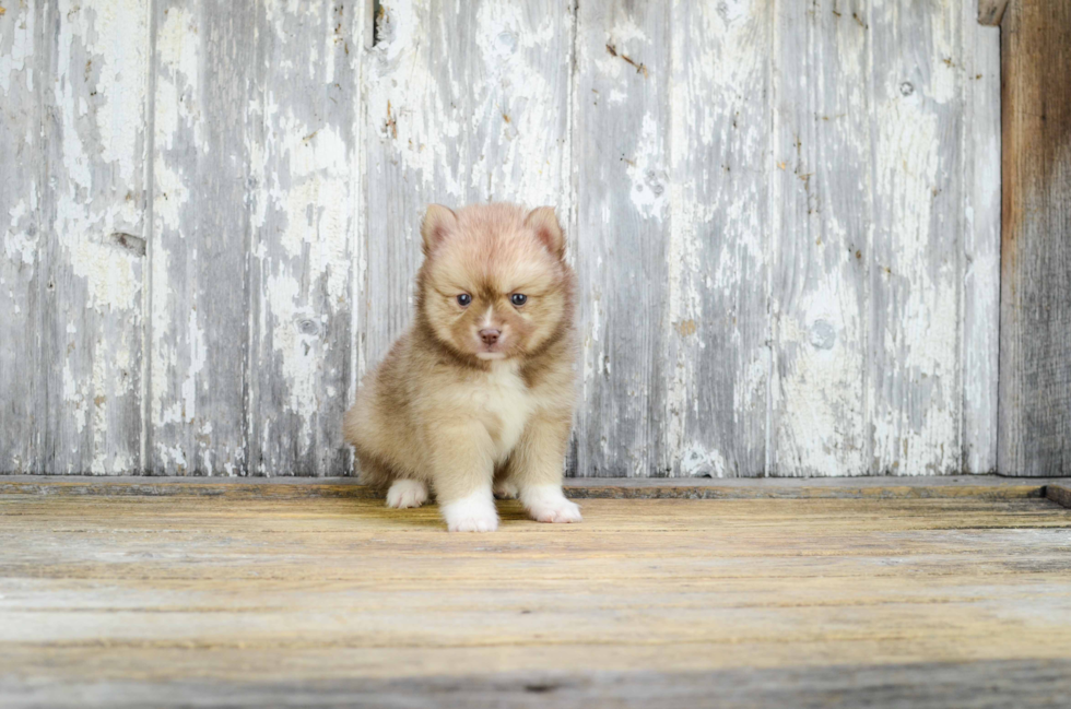 Smart Pomsky Designer Pup