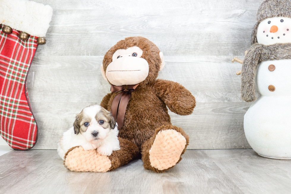 Funny Teddy Bear Designer Pup