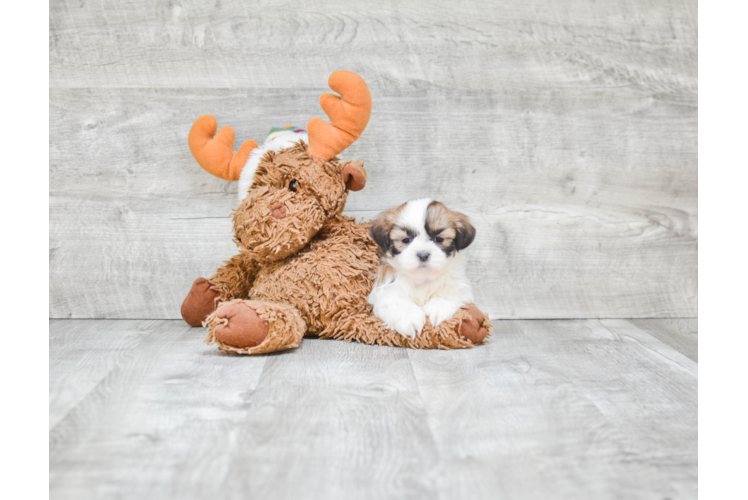 Teddy Bear Puppy for Adoption