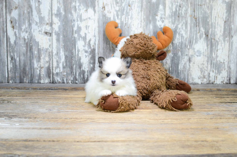 Pomeranian Puppy for Adoption