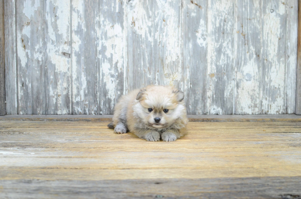 Pomeranian Puppy for Adoption