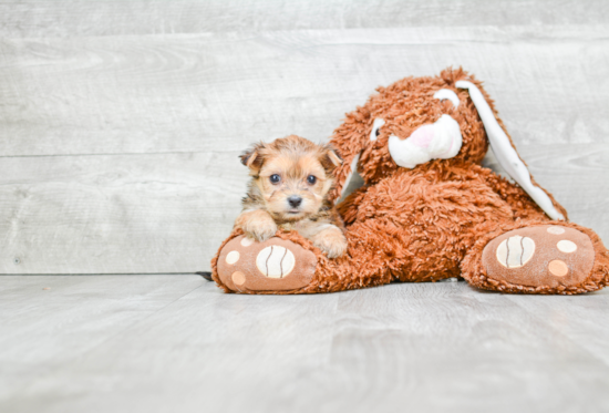 Morkie Pup Being Cute