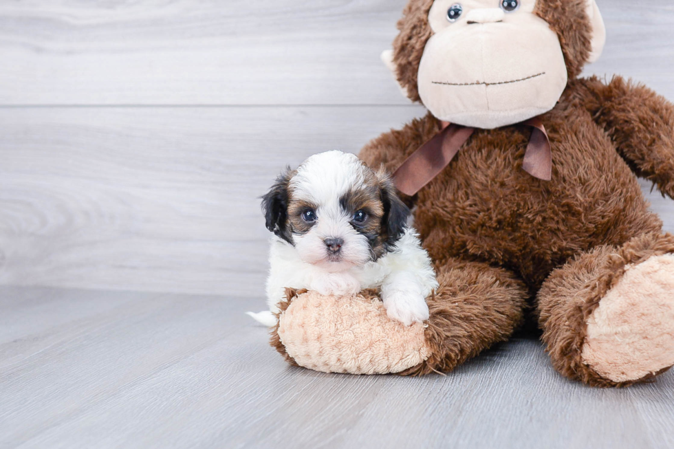 Little Shit Designer Puppy