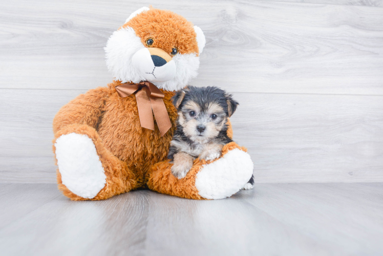 Sweet Morkie Baby