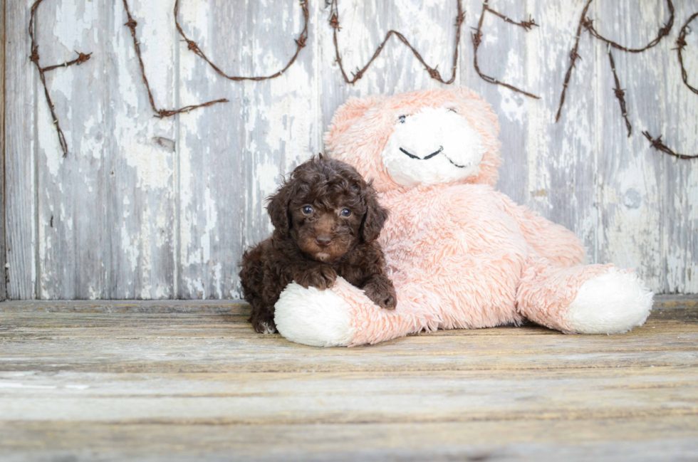 Poodle Pup Being Cute