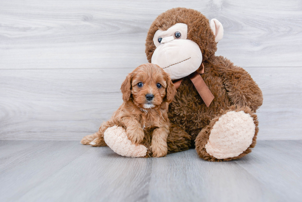 Petite Cavapoo Poodle Mix Pup
