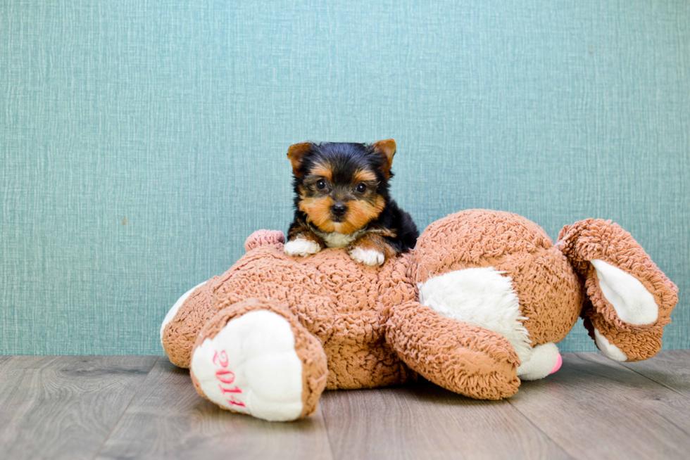 Meet Rihanna - our Yorkshire Terrier Puppy Photo 