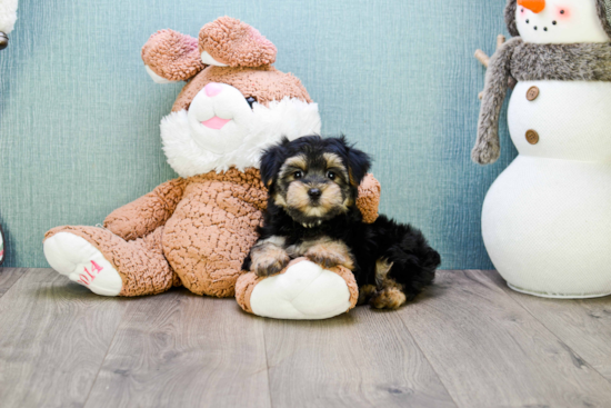 Best Morkie Baby