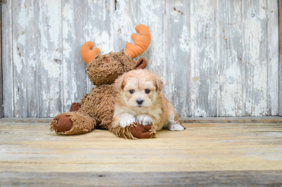Playful Yorkie Designer Puppy