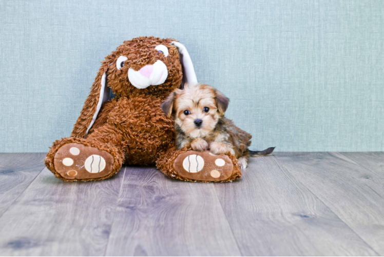 Best Morkie Baby