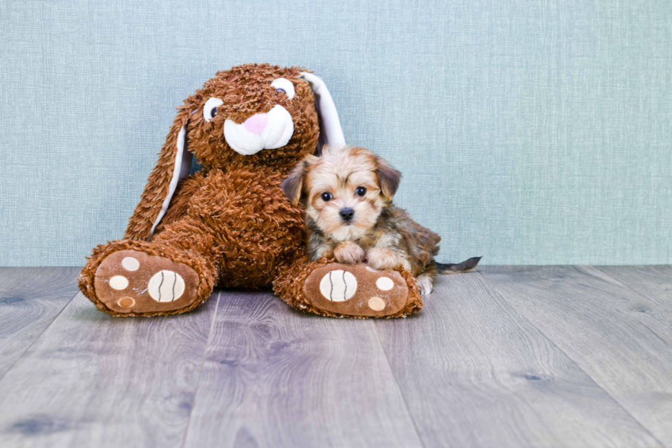Best Morkie Baby