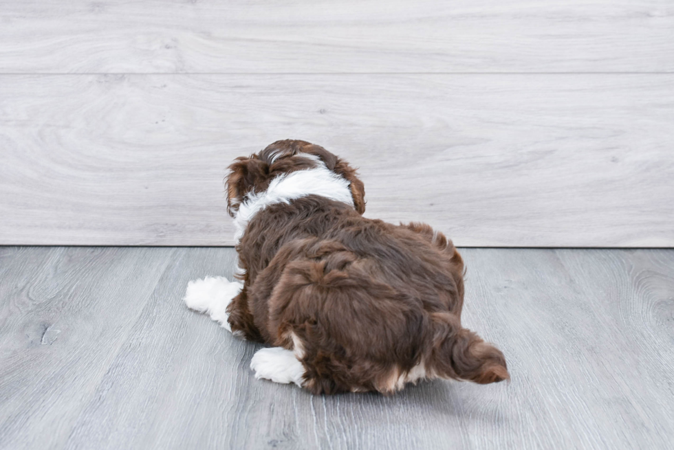 Mini Aussiedoodle Pup Being Cute