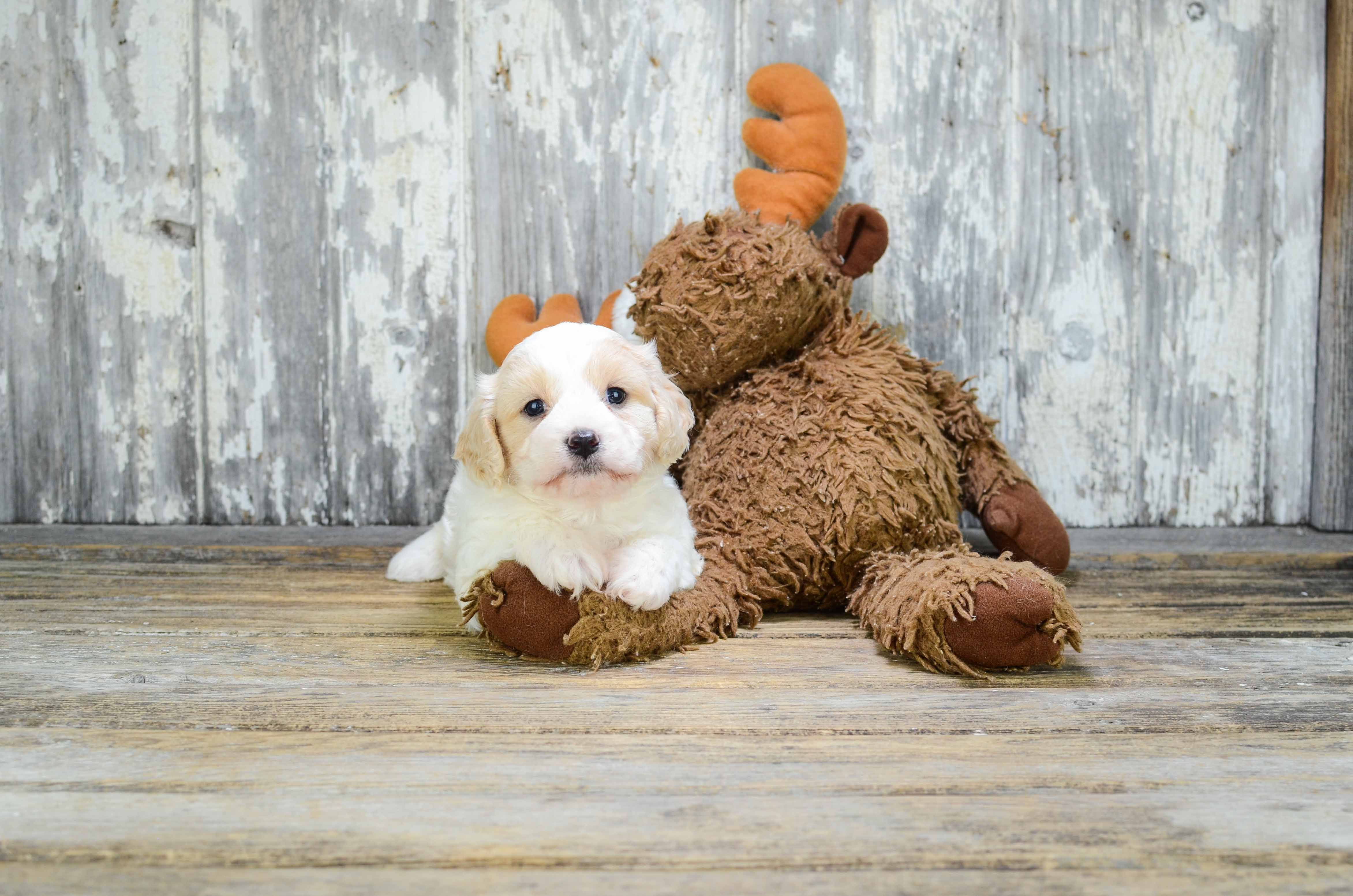 Best Cavachon Baby