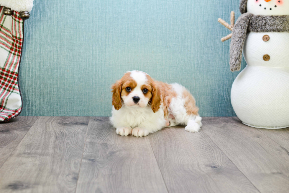 Popular Cavalier King Charles Spaniel Baby