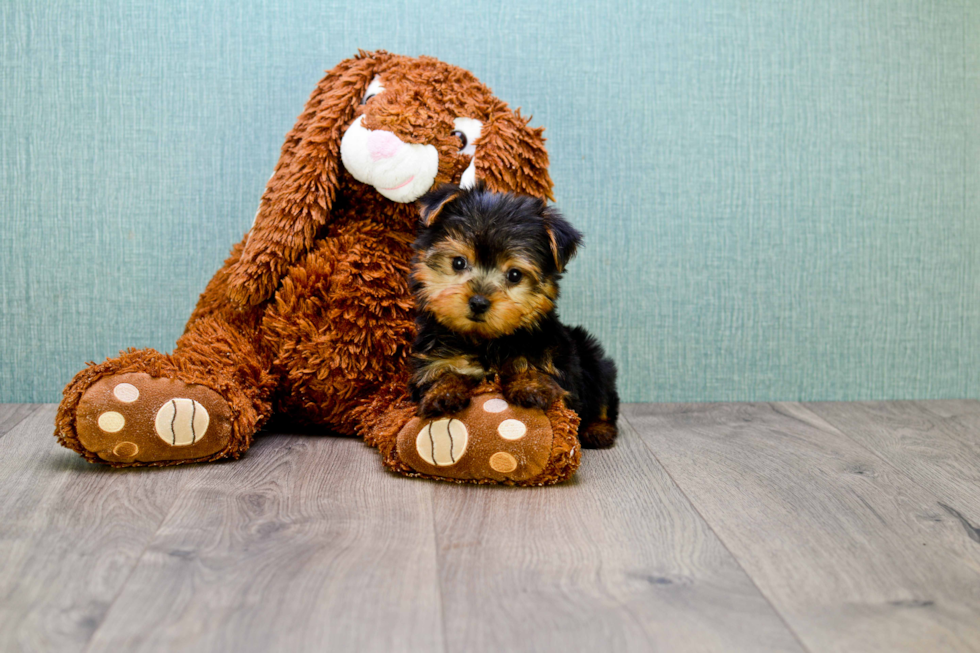 Meet Tj - our Yorkshire Terrier Puppy Photo 