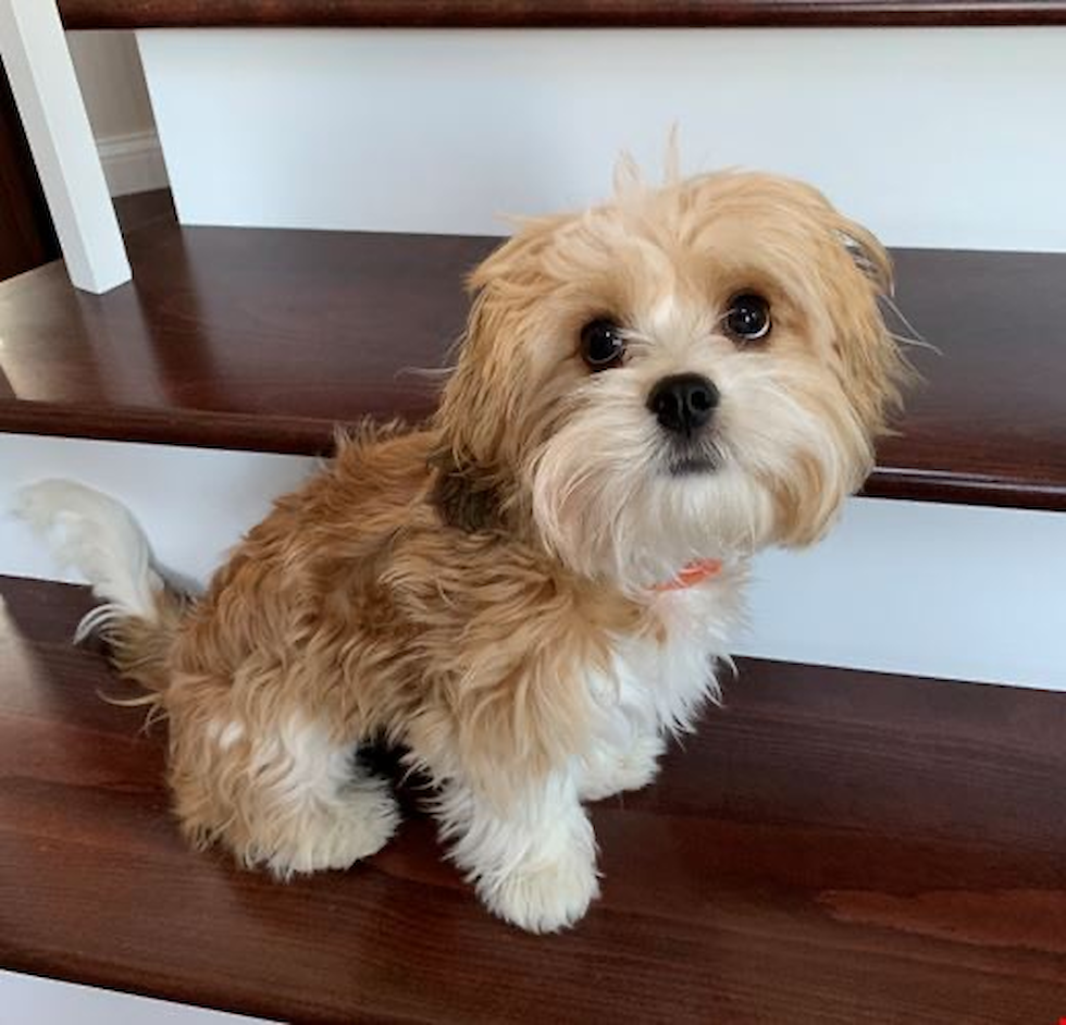  Puppy For Sale Premier Pups