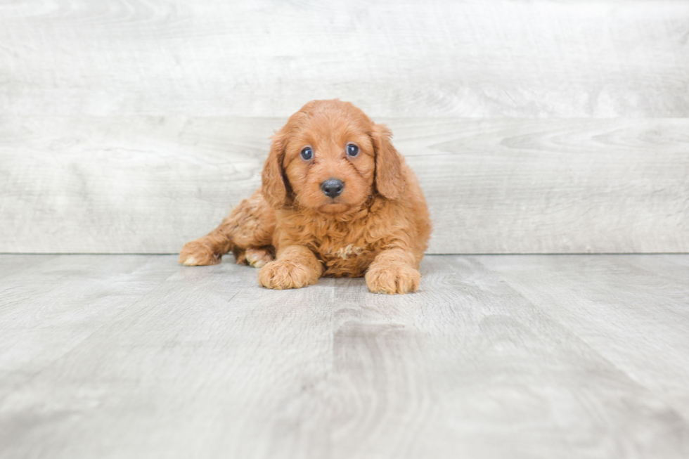 Cavapoo Pup Being Cute