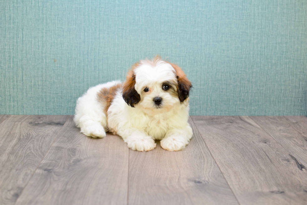 Cute Teddy Bear Baby