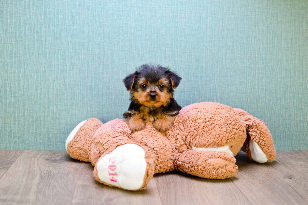 Meet  Joey - our Yorkshire Terrier Puppy Photo 