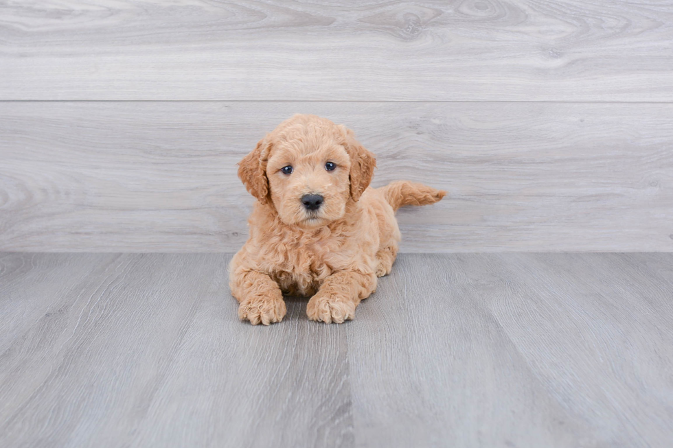 Mini Goldendoodle Pup Being Cute
