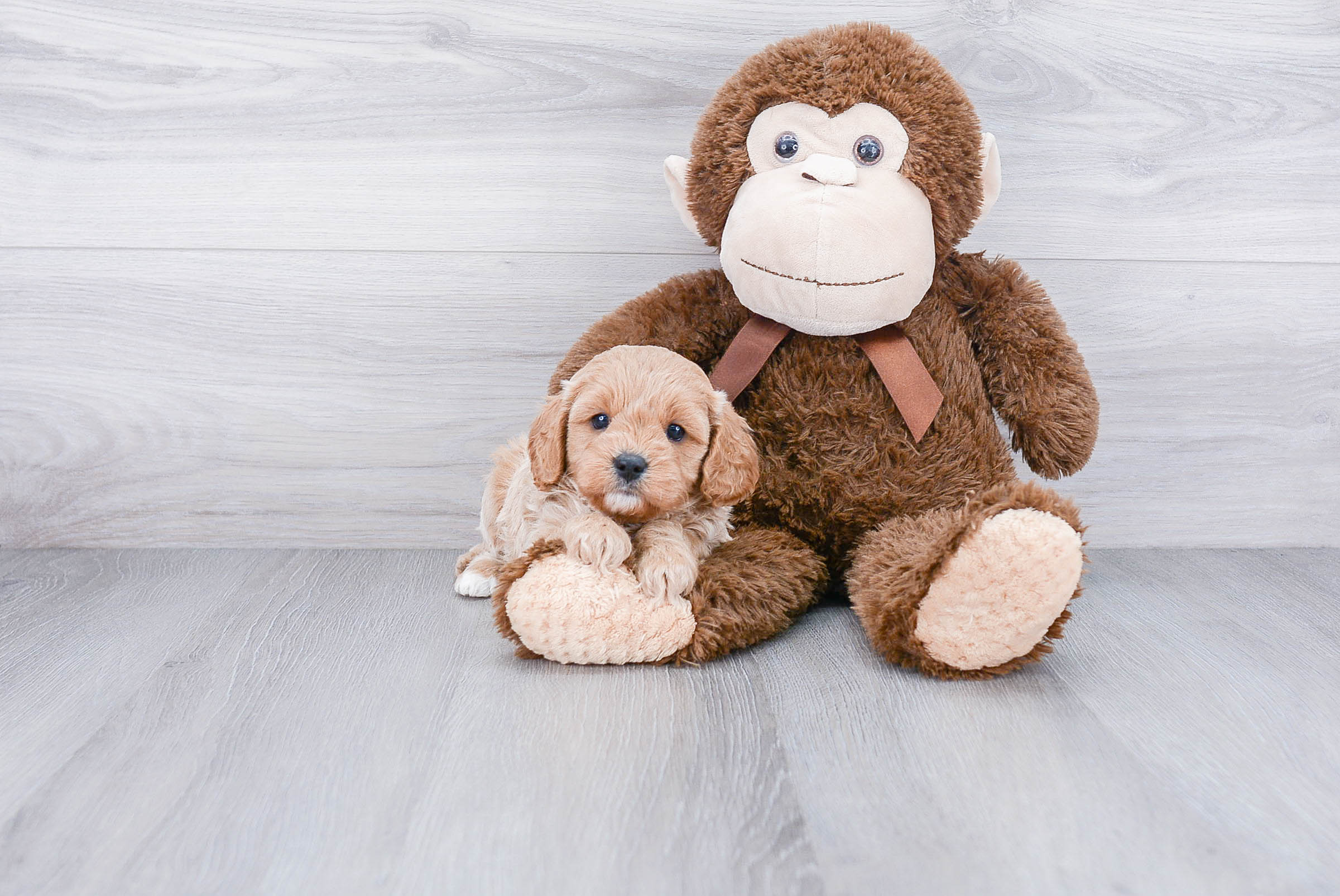 Cavapoo Pup Being Cute