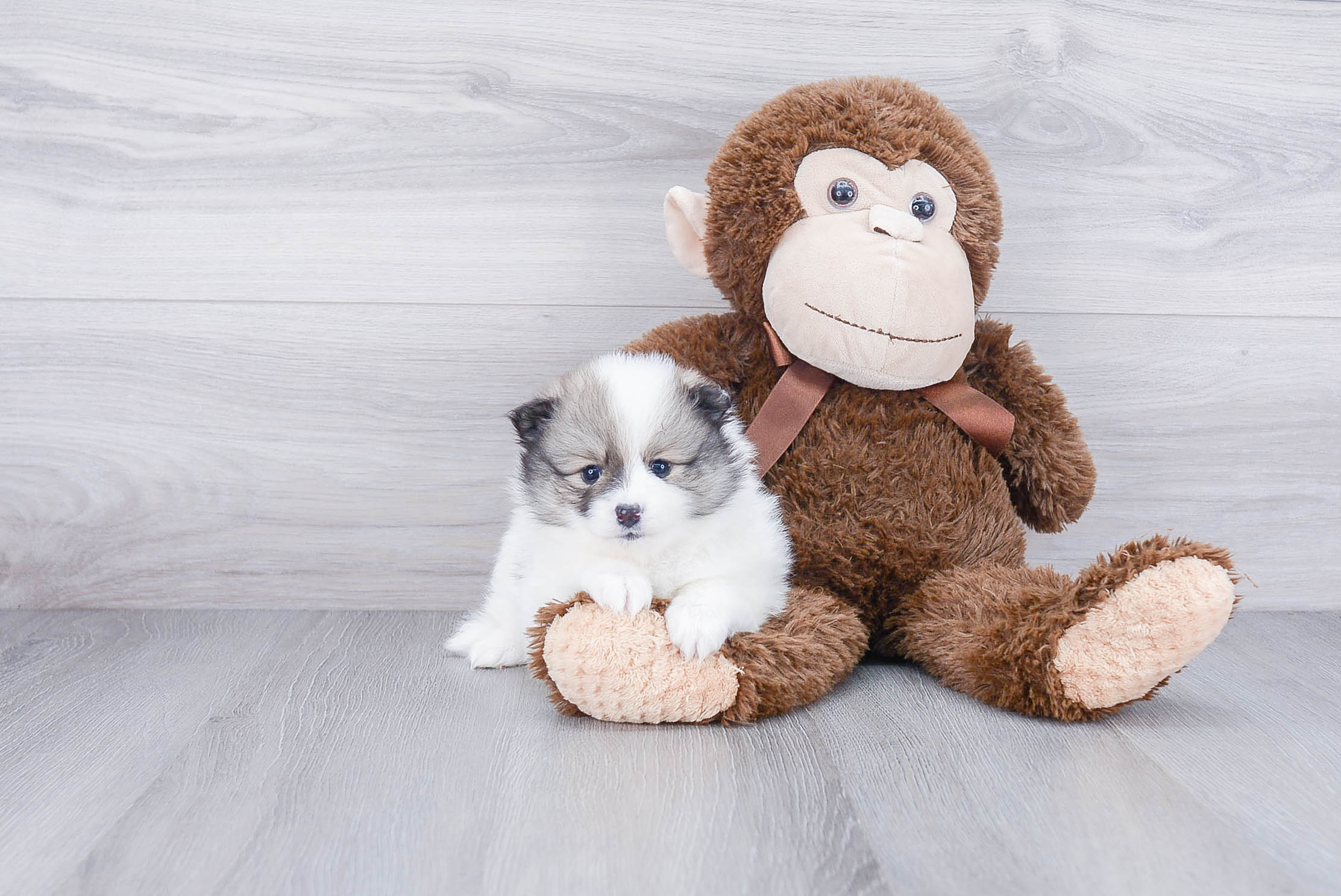 Pomeranian Puppy for Adoption