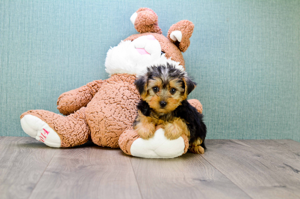 Meet Bronze - our Yorkshire Terrier Puppy Photo 