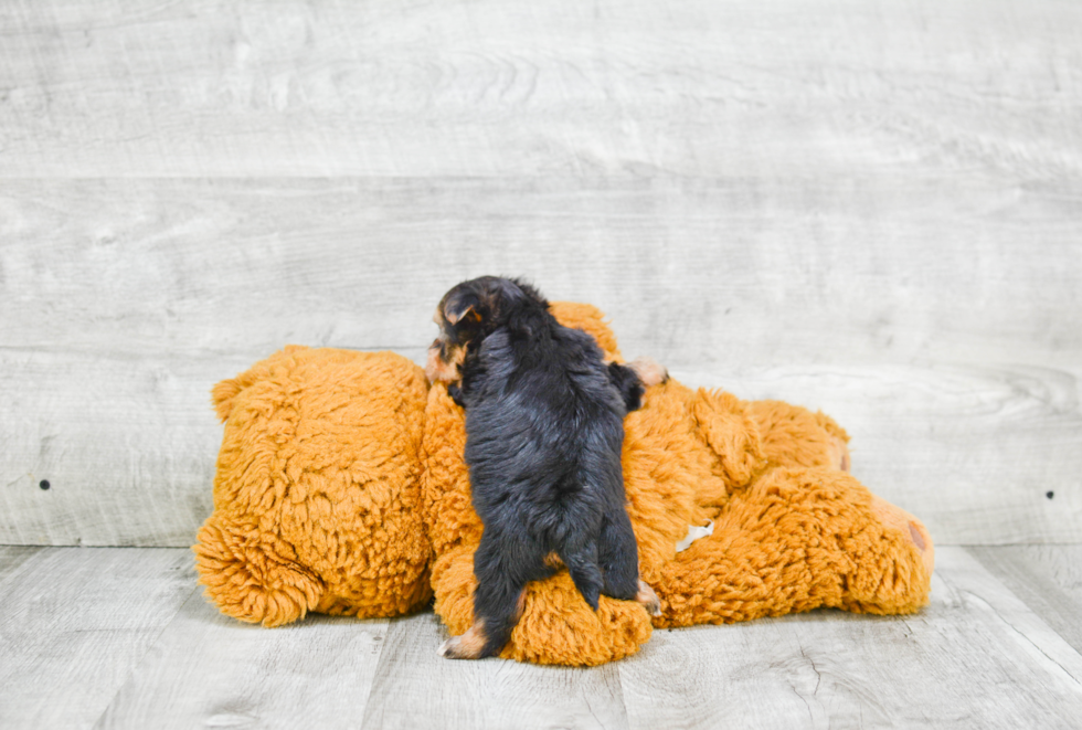 Playful Yorkie Designer Puppy