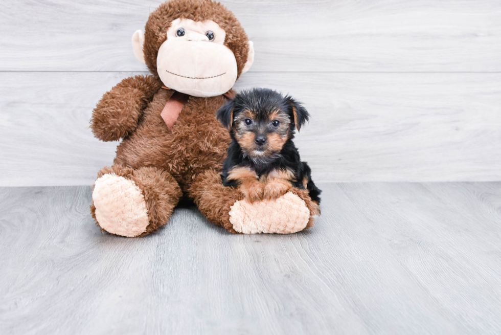 Meet Avery - our Yorkshire Terrier Puppy Photo 