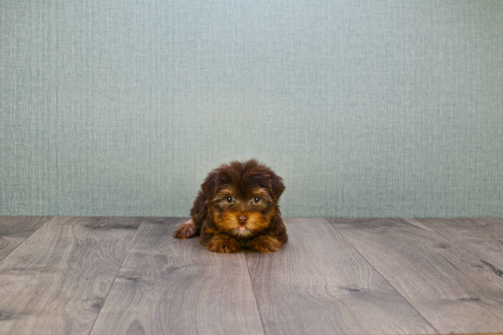 Meet Captain Morgan - our Yorkshire Terrier Puppy Photo 