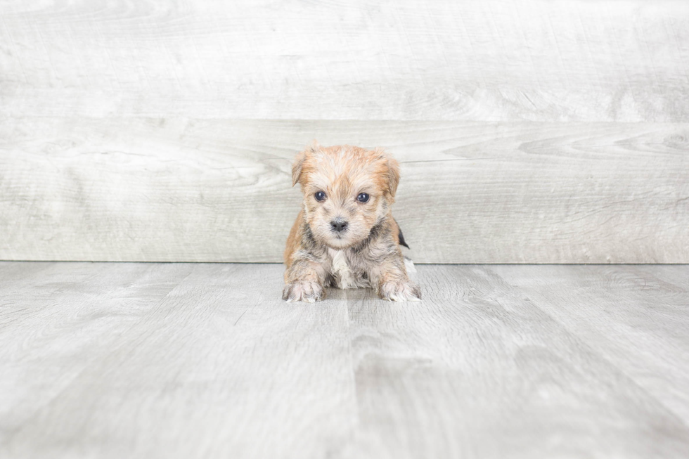 Best Morkie Baby