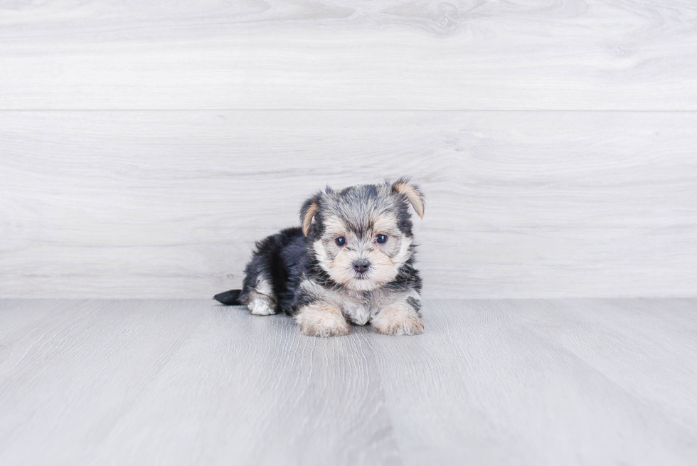 Best Morkie Baby