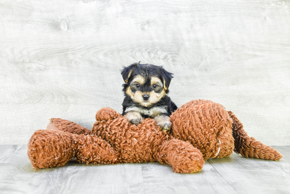 Playful Yorkie Designer Puppy