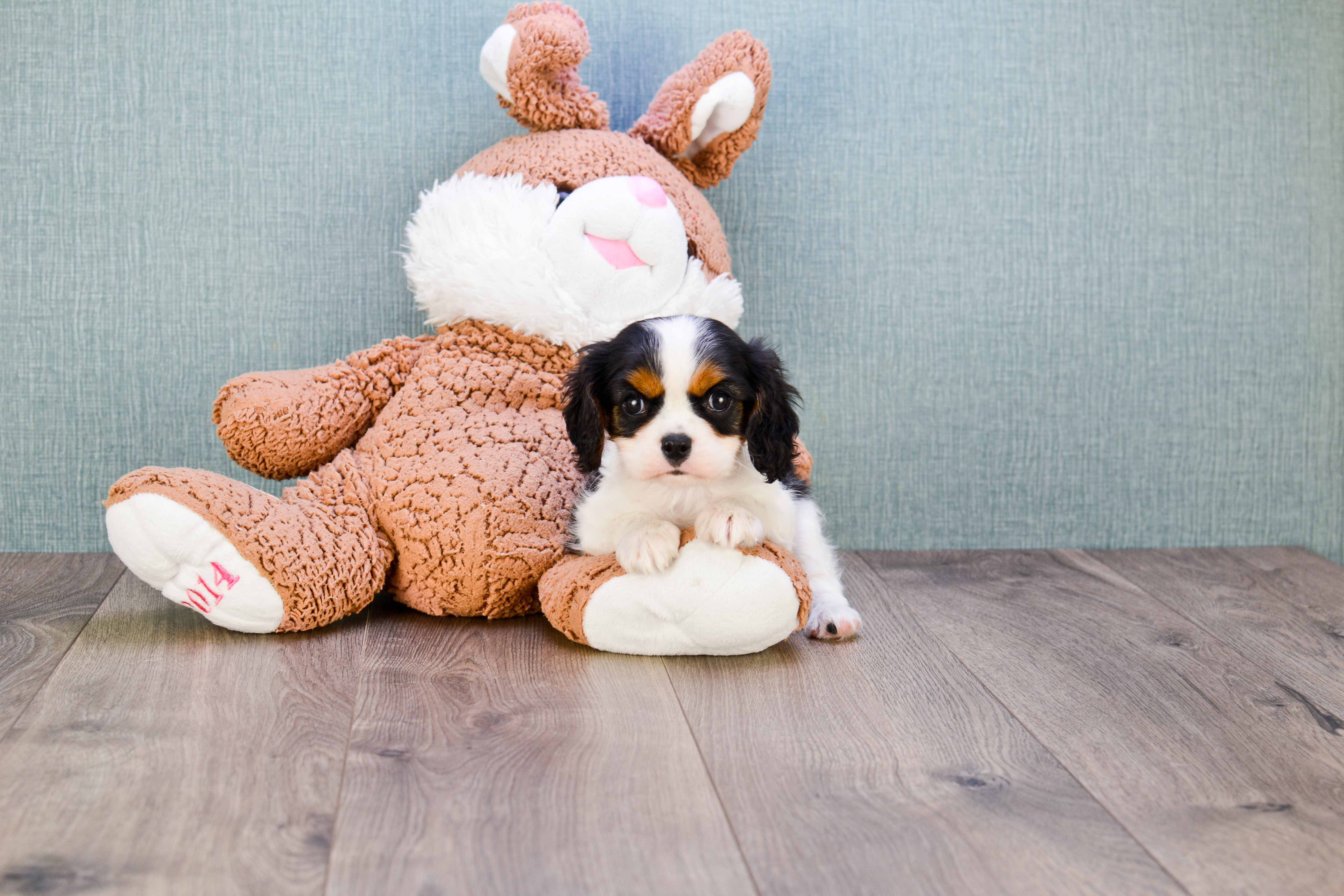 Little Cavalier King Charles Spaniel Baby