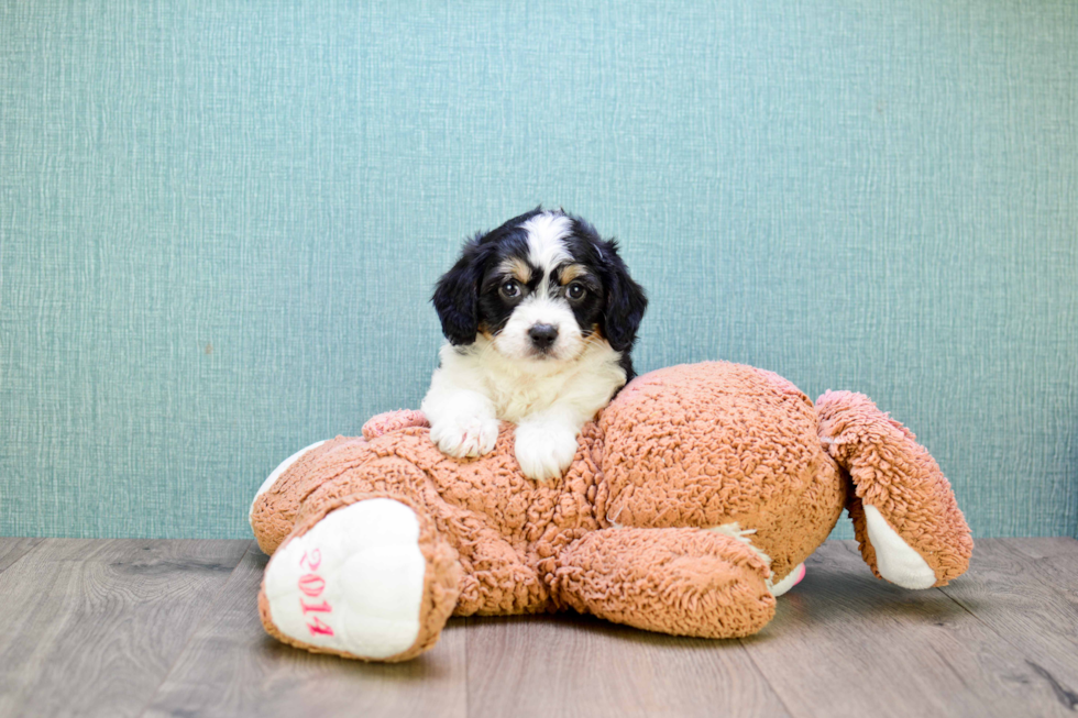 Cavachon Puppy for Adoption