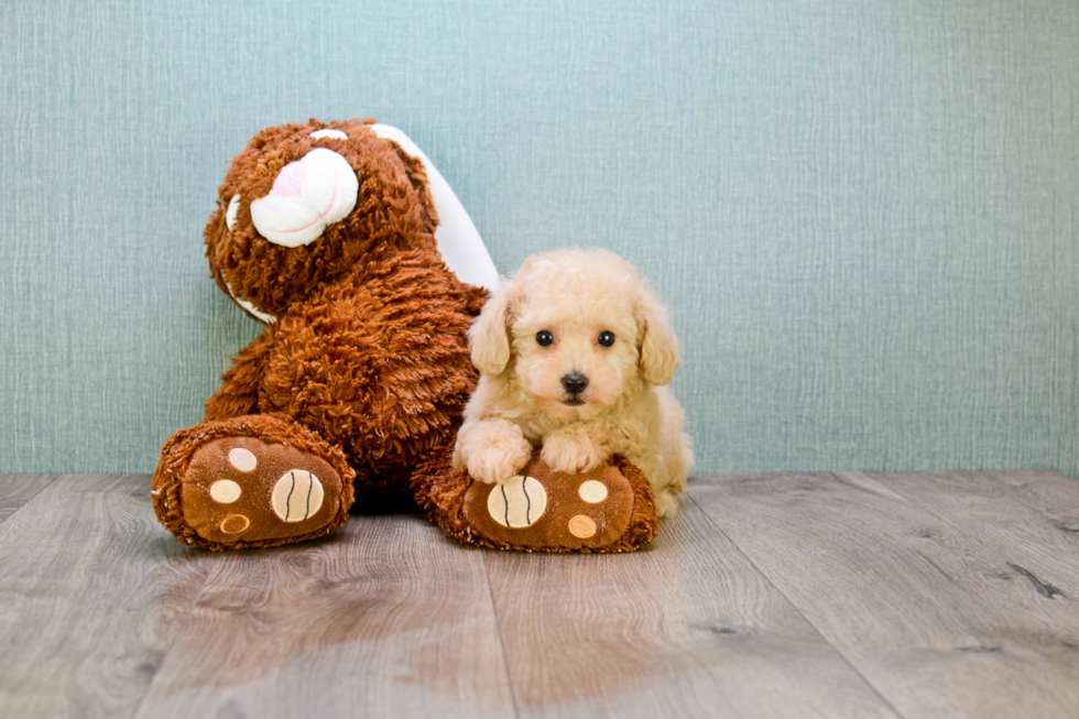 Maltipoo Puppy for Adoption