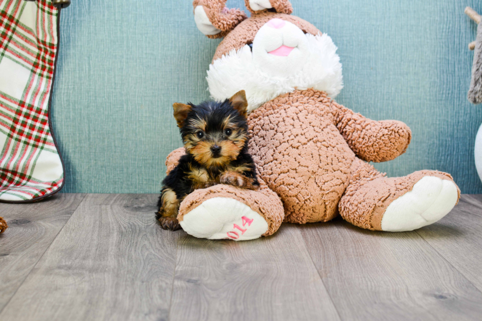 Meet Giselle - our Yorkshire Terrier Puppy Photo 