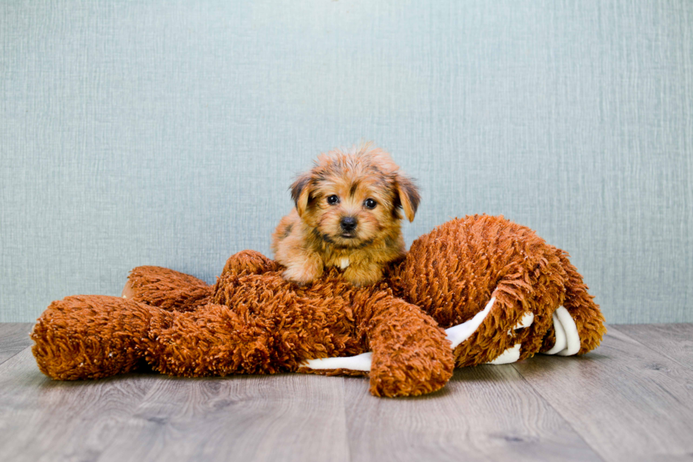 Little Yorkie Designer Puppy