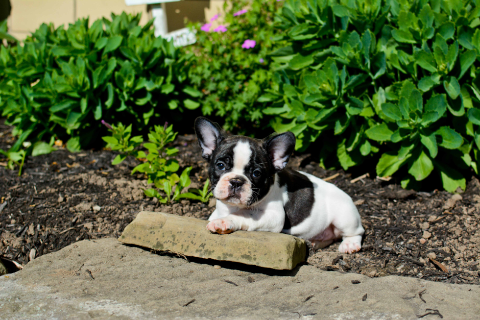 Friendly French Bulldog Baby