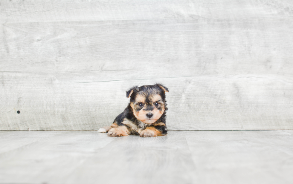Morkie Pup Being Cute