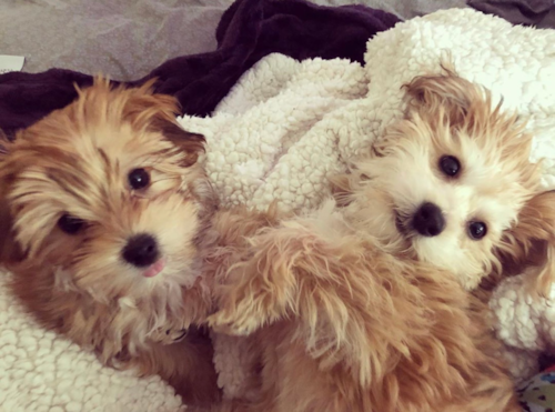 Smart Yorkie Designer Pup