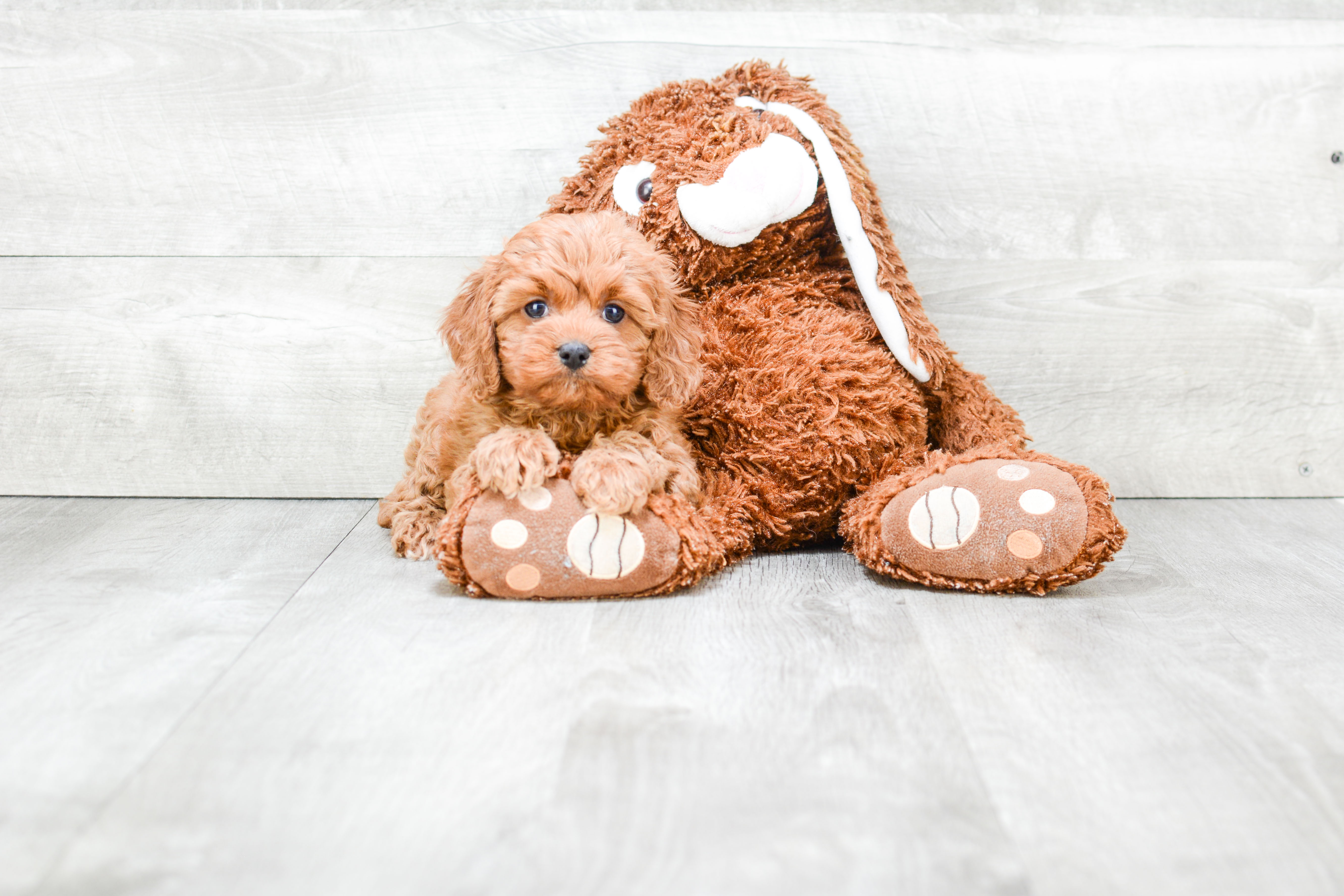 Cavapoo Pup Being Cute