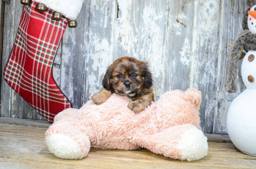 Funny Shorkie Designer Pup