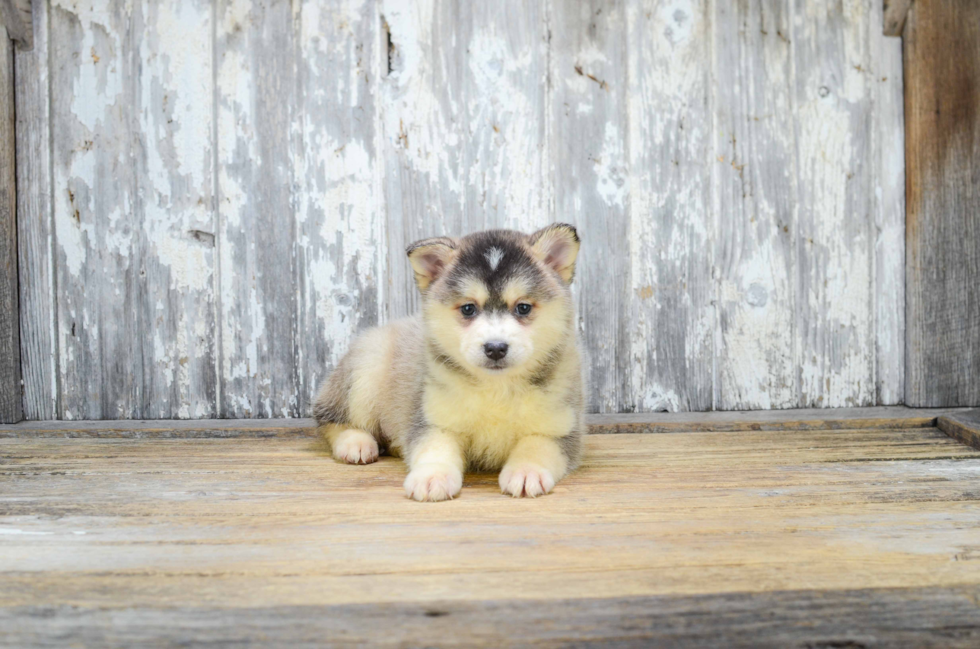 Pomsky Pup Being Cute