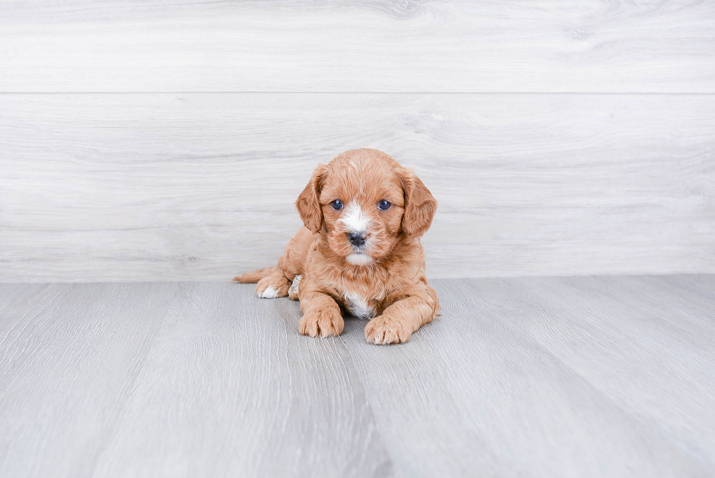Small Cavapoo Baby
