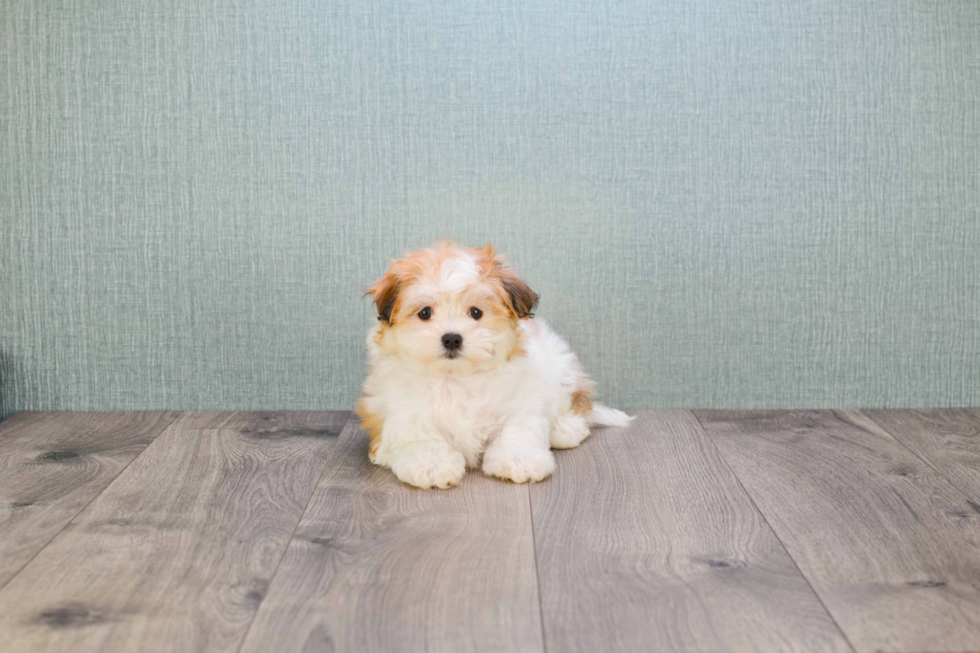 Smart Maltipom Designer Pup