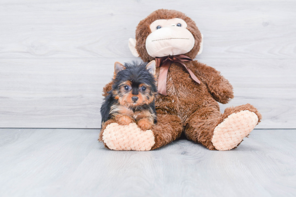 Meet Tinkerbell - our Yorkshire Terrier Puppy Photo 