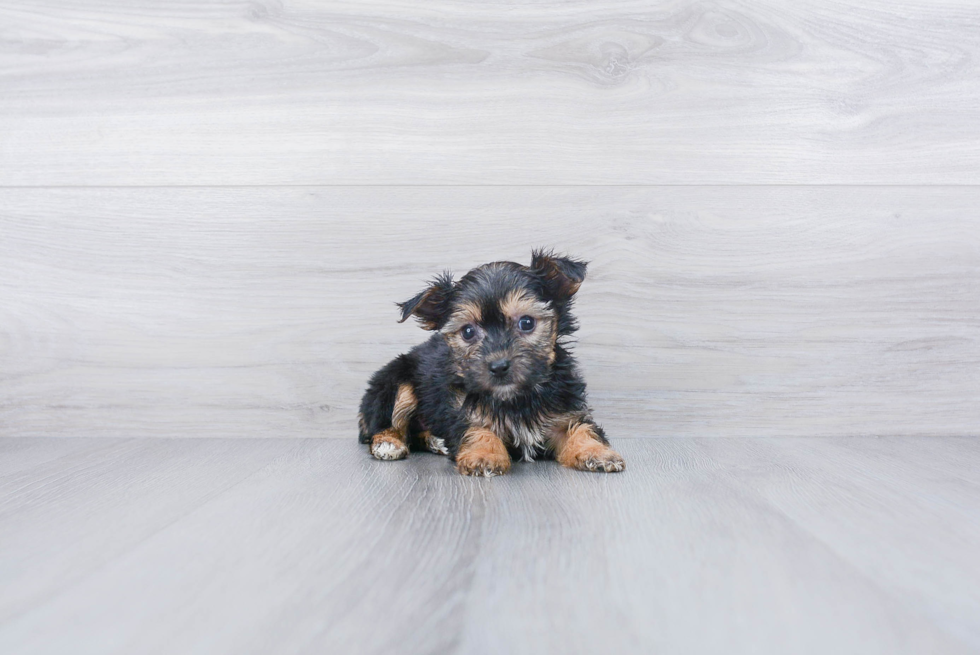 Cute Morkie Baby