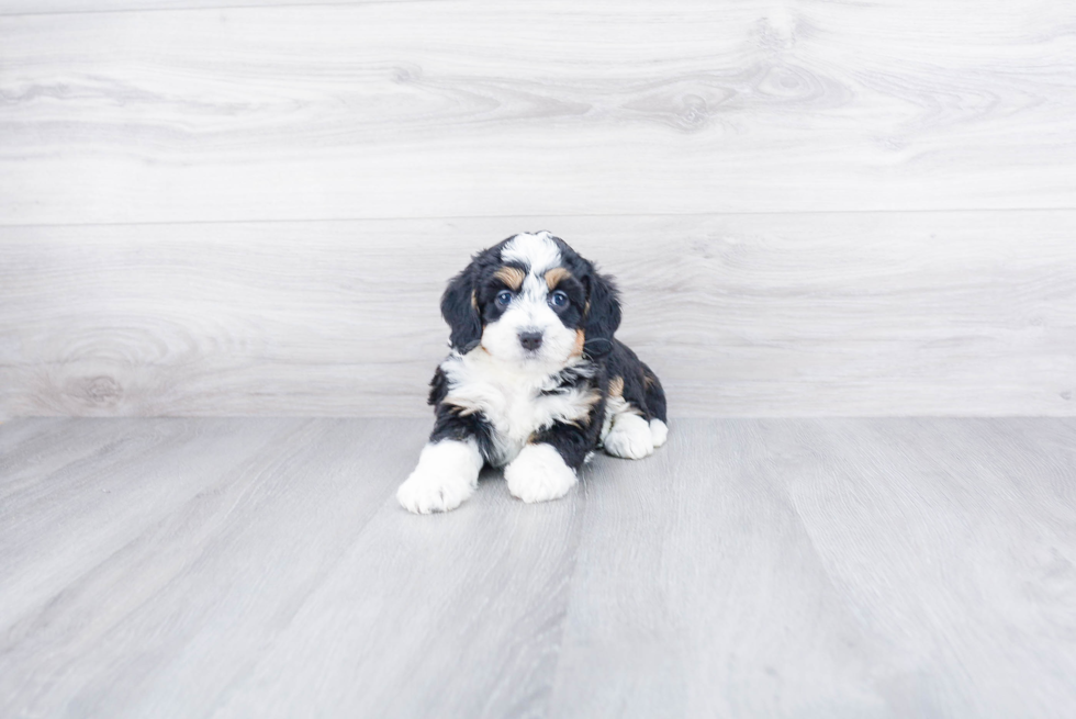 Mini Bernedoodle Pup Being Cute