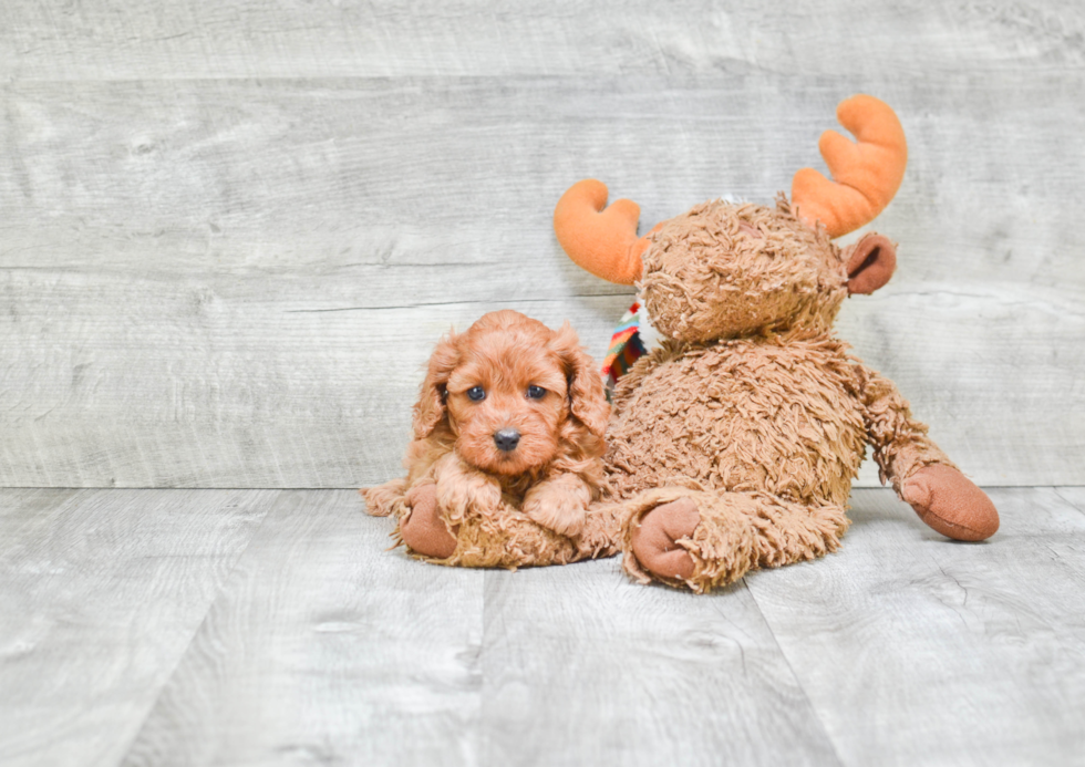 Energetic Cavoodle Poodle Mix Puppy